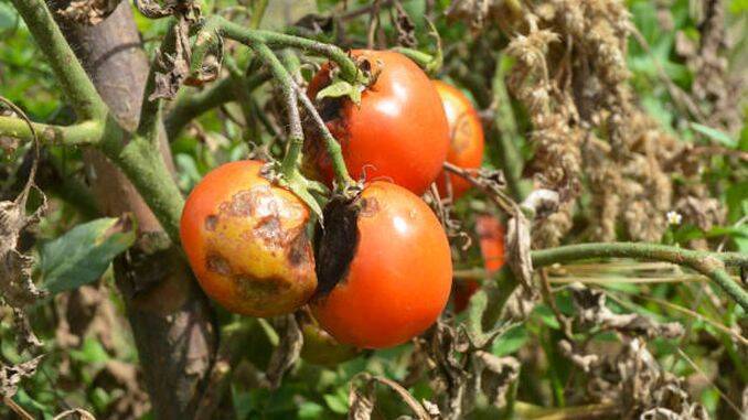 Trei tratamente fără chimicale pentru prevenirea manei la tomate
